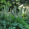 6 x Bereklauw - Acanthus mollis | Pot 9 cm x 9 cm Productafbeelding-voorbeeld 1