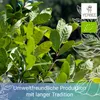 YERBEE Yerba Mate Tee  (500g) Argentinien | Gereift, Produktbild-Vorschau 5