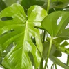 Monstera Deliciosa, pianta da interno, altezza 50-70 cm, Anteprima dell’immagine prodotto 5