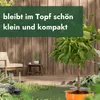 Meine Orangerie - Zwergobst Stämmchen Aprikose - Produktbild-Vorschau 6