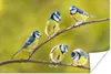 MuchoWow® Poster Vogel - Blaumeise - Äste - Sonne 120x80 cm Produktbild-Vorschau 1