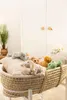 Steiff Liam Löwe 20 cm, Soft Cuddly Friends, Kuscheltier Produktbild-Vorschau 2