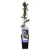 Passiflora Caerulea - ↨65Cm - Ø15 Náhľad obrázku produktu 7