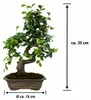 Zelkova parvifolia, bonsaj, výška cca 35 cm, 9 rokov – Náhľad obrázku produktu 5