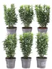 Plants by Frank | Grüne Spindelstrauch Hecke | Euonymus Produktbild-Vorschau 1