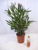 [Palmenlager] - Oleander 90 cm PINK - Pot 22 cm Ø -Busch - Produktbild-Vorschau 2
