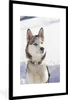 MuchoWow® Gerahmtes Poster Sibirischer Husky im Schnee Produktbild-Vorschau 1