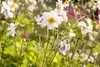 Anemone japonica 'Whirlwind', Herbst-Anemone, weiß, ca. 9x9 Produktbild-Vorschau 2