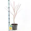 Acer pal. 'Sangokaku' - Acero giapponese | 60+ cm in vaso Anteprima dell’immagine prodotto 4