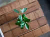 Gardners Ficus microcarpa Ginseng, průměr 6 cm Náhled obrázku produktu 3