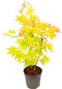 Klon japoński - Acer palmatum 'Orange Dream' - Wysokość Podgląd zdjęcia produktu 1