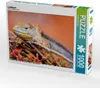 CALVENDO Puzzle Landleguan 1000 Teile Puzzle quer | 1000 Produktbild-Vorschau 1