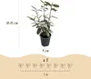 Élaeagnus ebbingei Compacta - 8 plants pour 1 mètre Voir les images du produit 4