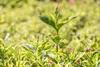 Weigela florida 'Nana Variegata', Weigelie, buntlaubig, Produktbild-Vorschau 8