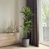 Dracena - Dracaena 'Lemon Lime' - Wysokość 130-140cm - Podgląd zdjęcia produktu 4