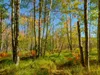 CALVENDO Puzzle Wälder im Acadia National Park | 1000 Teile Produktbild-Vorschau 3