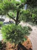 Formschnitt Haken-Kiefer Pompon - Pinus uncinata - 60-70cm Produktbild-Vorschau 2