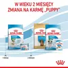 ROYAL CANIN SHN Mini Starter Mother & Babydog - sucha karma Podgląd zdjęcia produktu 10