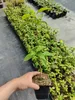Súprava s lotosom - Diospyros lotos - hruška bohov - výška Náhľad obrázku produktu 3