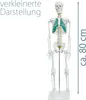 Anatomický model Kostra Zmenšená anatomická kostra Lidská Náhled obrázku produktu 3