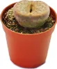Lithops - pietra viva - in vaso da 5,5 cm Anteprima dell’immagine prodotto 1