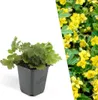 Plants by Frank | 48 Dreiblatt Golderdbeere Pflanzen | Produktbild-Vorschau 1