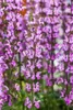 Salvia nemorosa 'Rose Queen', Steppensalbei, rosa, ca. 9x9 Produktbild-Vorschau 2
