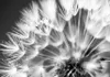 Vlies Fototapete 400x280 cm Tapeten Wandtapete XXL Blumen Produktbild-Vorschau 2