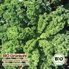 Samenliebe  Grünkohl Samen | Halbhoher grüner Krauser - Produktbild-Vorschau 4