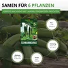 Schwammgurke Luffa Samen - Luffa cylindrica - Gurkesamen - Produktbild-Vorschau 3