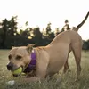 Hundespielzeug - Ballwerfer mit Tennisball - 1 Stück Produktbild-Vorschau 16