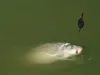 A fish is being reeled in with a fishing line and feeder. Produktbild-Vorschau