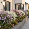 Green boutiQ – Stauden – Aster Tricolour – Strand-Aster – Produktbild-Vorschau 6