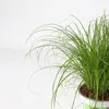 Cibora - 4 szt - Cyperus zumula - Wysokość 30-40cm - ⌀12cm Podgląd zdjęcia produktu 3