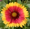 6 x kokardová kvetina  - Gaillardia 'Kobold'  | Kvetináč 9 Náhľad obrázku produktu 1