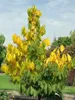Indianerbanane 80-100 cm, im Topf - Asimina triloba Produktbild-Vorschau 5
