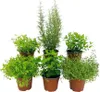 Kräuter Set FloraSelf  Mediterrane Kräuter Mix 6 Stk. Ø 12 Produktbild-Vorschau 1