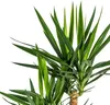 Yucca Elephantipes géant, plante d'intérieur, Ø24cm, Voir les images du produit 4