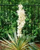 Yucca filamentosa 'Bright Edge', Palmlilie, gelb-grün, Produktbild-Vorschau 3