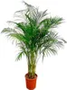 Palma złocista (Dypsis lutescens) Ø24 cm ↕170 cm – palma Podgląd zdjęcia produktu 1