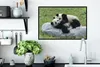MuchoWow® Zarámovaný plagát Pandy - tráva - kameň 60x40 Náhľad obrázku produktu 3