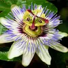 3 x Passionsblume - 3-er set Passiflora caerulea | Produktbild-Vorschau 6