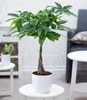 BALDUR Garten 1x Pachira Aquatica ca. 60-70 cm hoch, Produktbild-Vorschau 1
