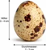 60x Wachteleier Natur ausgeblasen gereinigt Deko Ostern Produktbild-Vorschau 2