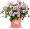 BALDUR Garten 1x Rose 'Amirose®', Pflanze im 14 cm-Topf, Produktbild-Vorschau 5