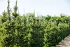 Picea abies 'Will's Zwerg', Fichte, kompakt, 50–60 cm Produktbild-Vorschau 2
