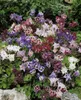 Akelej Biedermeier, w doniczce - *Aquilegia caerulea* Podgląd zdjęcia produktu 2