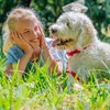 Nobby 78512-77, Hund, Standardkragen, Fuchsie, Nylon, M-L, Produktbild-Vorschau 3