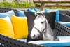 MuchoWow® Outdoor Kissen - Pferd - Halfter - Weiß - 60x60 Produktbild-Vorschau 3