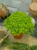 Origanum vulgare 'Aureum', Goldmajoran, aromatisch, ca. 9x9 Produktbild-Vorschau 9